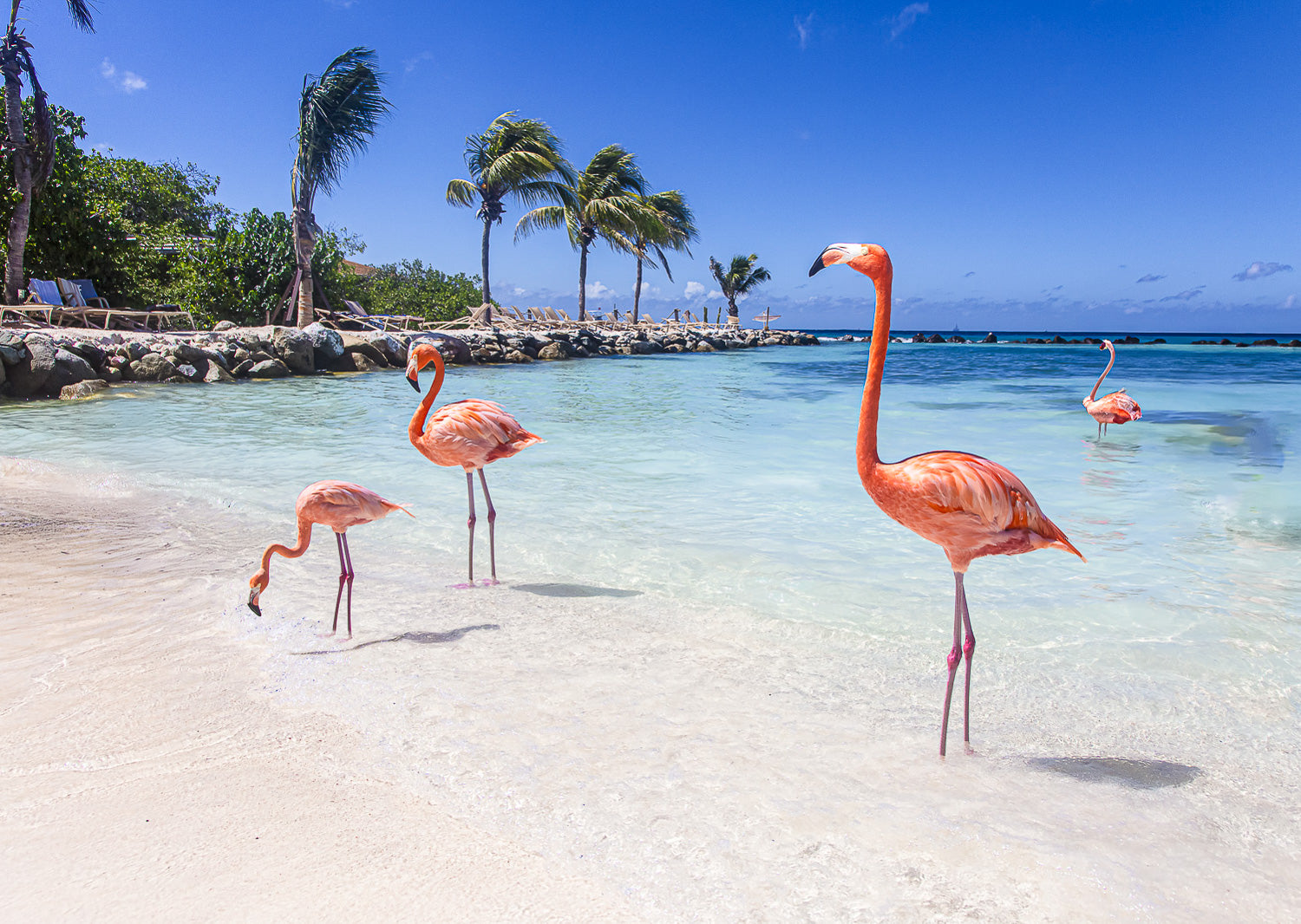 Photo of Flamingos on a beach in Aruba used to create Rwenzori mens swim shorts called Flamingos.
